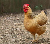 鸡饲养中的疾病是怎么防备
