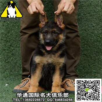 德国牧羊犬一只多少钱广州什么地方有卖纯种德国牧羊犬