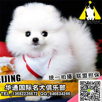 广州哪里有卖博美狗出售纯种球体博美俊介博美