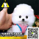 广州博美犬多少钱一只广州哪里有卖纯种博美犬价格多少