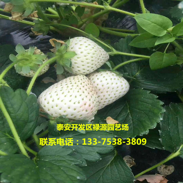 2018年京藏香草莓苗保湿邮寄