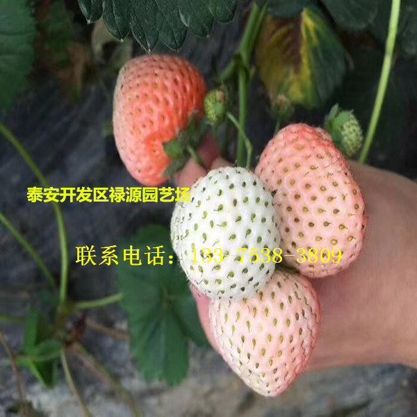 大白草莓苗大白草莓苗多少钱一棵大白草莓苗一棵多少钱