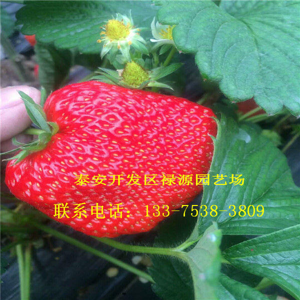 早熟系列草莓苗红宝石草莓苗发苗基地