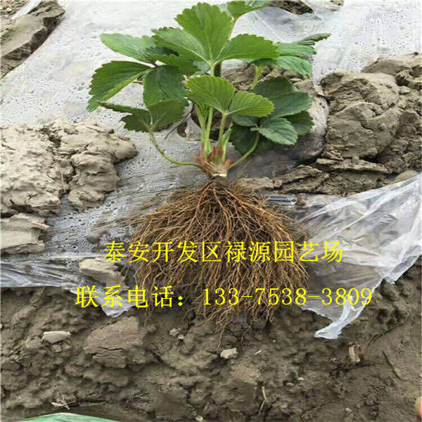 京藏香草莓苗一棵多少钱价格京藏香草莓苗多少钱一棵多少钱