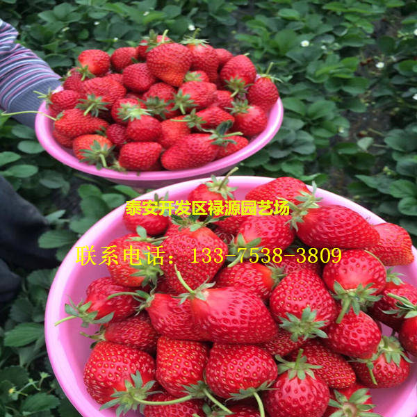红花草莓苗多少钱品种介绍红花草莓苗哪个品种好介绍