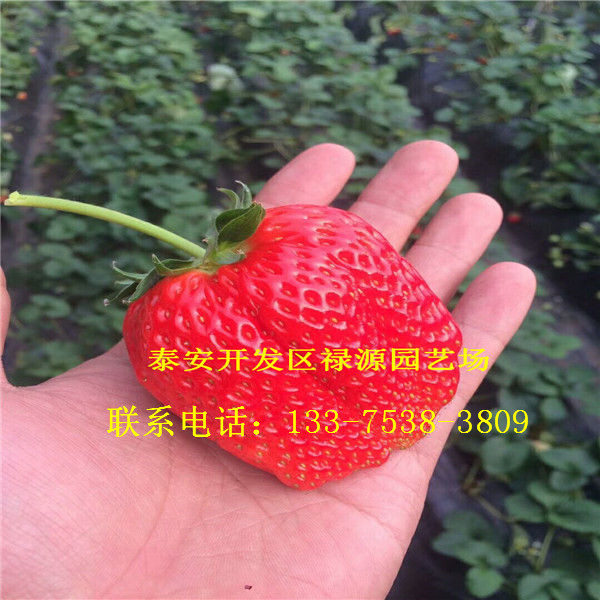 大量出售中莓5号草莓苗中莓5号草莓苗价格报价及技术