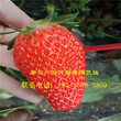出售奧巴草莓苗、奧巴草莓苗哪家好圖片