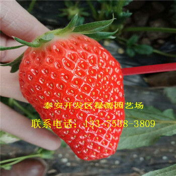 大白草莓苗大白草莓苗多少钱一棵大白草莓苗一棵多少钱