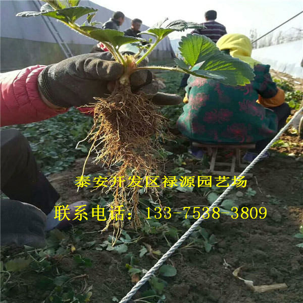 冬香草莓苗冬香草莓苗出售冬香草莓苗出售基地