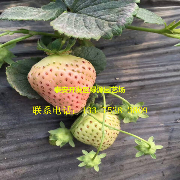 红花草莓苗多少钱品种介绍红花草莓苗哪个品种好介绍