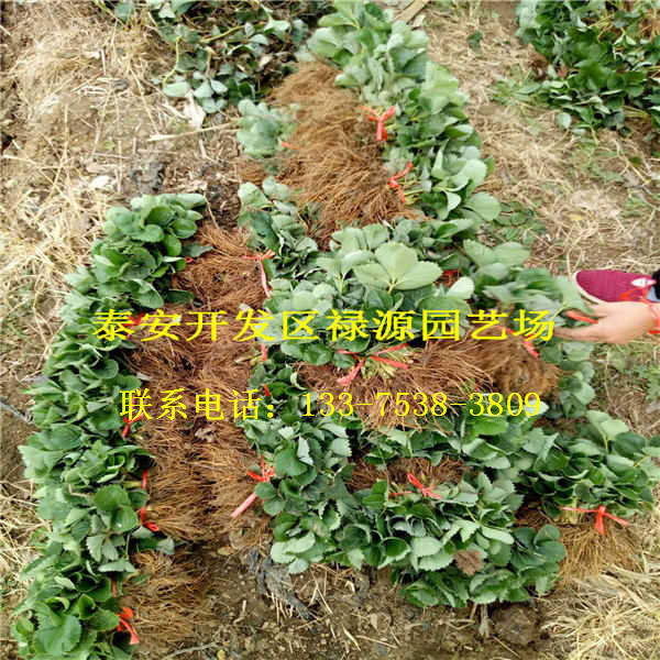 戈雷拉草莓苗种苗介绍戈雷拉草莓苗多少钱一棵多少钱