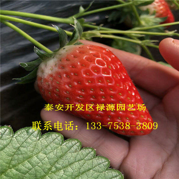 明晶草莓苗哪个好品种介绍明晶草莓苗一棵价格多少钱