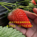 山东戈雷拉草莓苗多少钱品种介绍山东戈雷拉草莓苗多少钱一棵多少钱