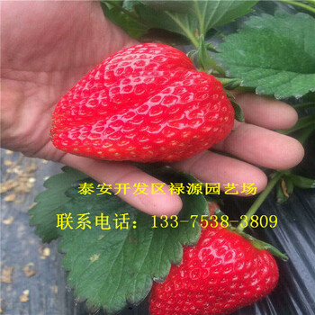 新品种小白草莓苗多少钱一棵价格新品种小白草莓苗哪个品种好介绍