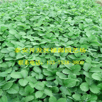 妙香7號(hào)草莓苗妙香7號(hào)草莓苗出售妙香7號(hào)草莓苗價(jià)格是多少