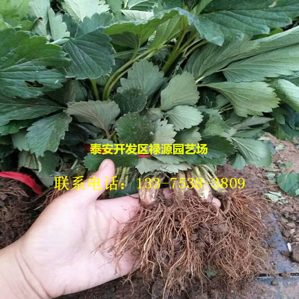 山东天赐草莓苗多少钱品种介绍山东天赐草莓苗一棵价格多少钱