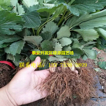 艳丽草莓苗出售基地艳丽草莓苗产地