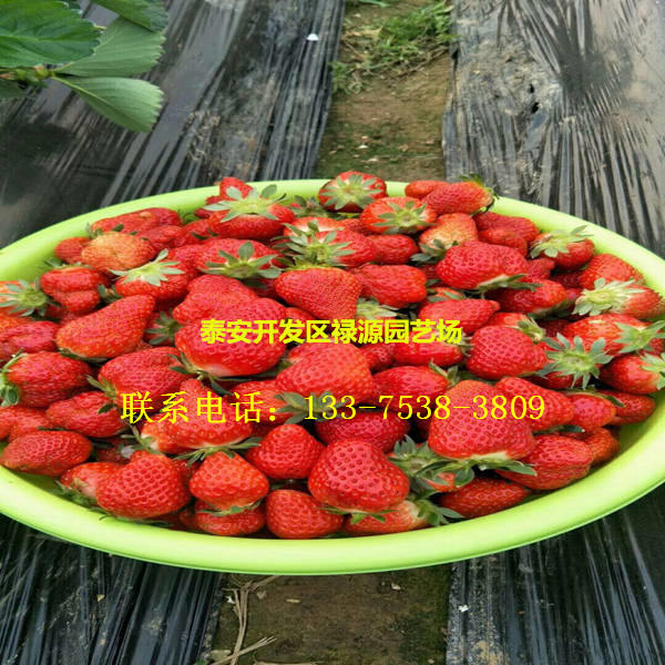 新品种小白草莓苗多少钱一棵价格新品种小白草莓苗哪个品种好介绍