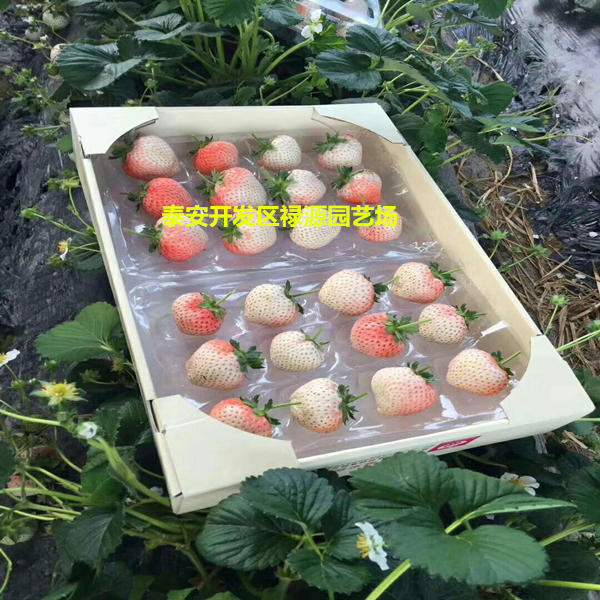小白草莓苗多少钱一棵价格小白草莓苗哪个品种好介绍