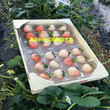 章姬草莓种苗含糖量品种介绍章姬草莓种苗怎么种植技术怎么样图片