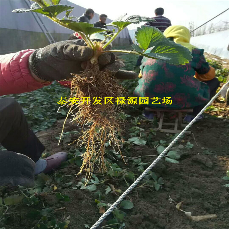 新闻：义县王子草莓苗多少钱-有限公司欢迎您