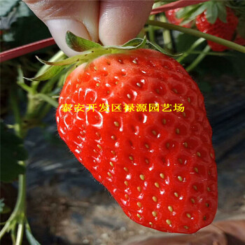 草莓苗价格安娜草莓苗基地草莓苗基地