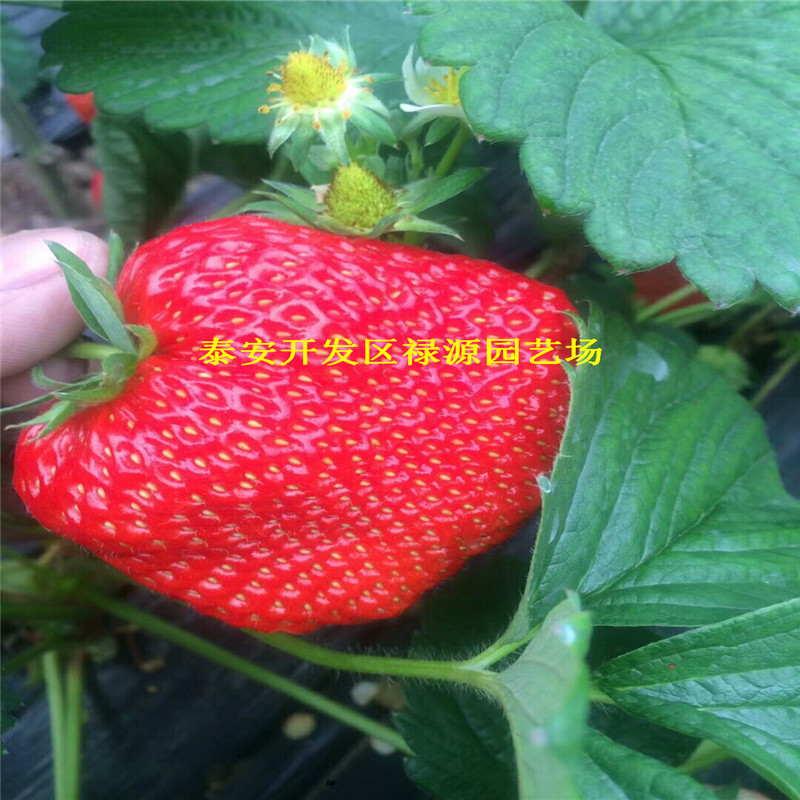 达娜脱毒草莓苗大棚适合种植的草莓苗品种