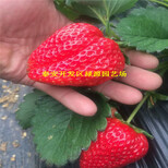 一棵日本99草莓苗一亩地多少棵一棵日本99草莓苗亩产多少公斤图片5