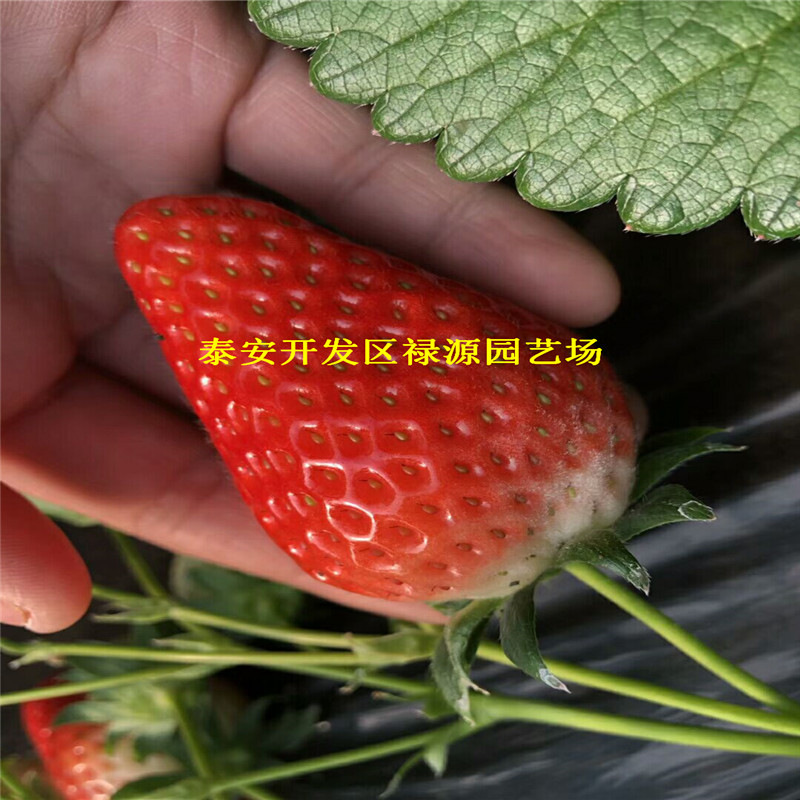 红玉草莓苗、广州草莓苗种植基地批发