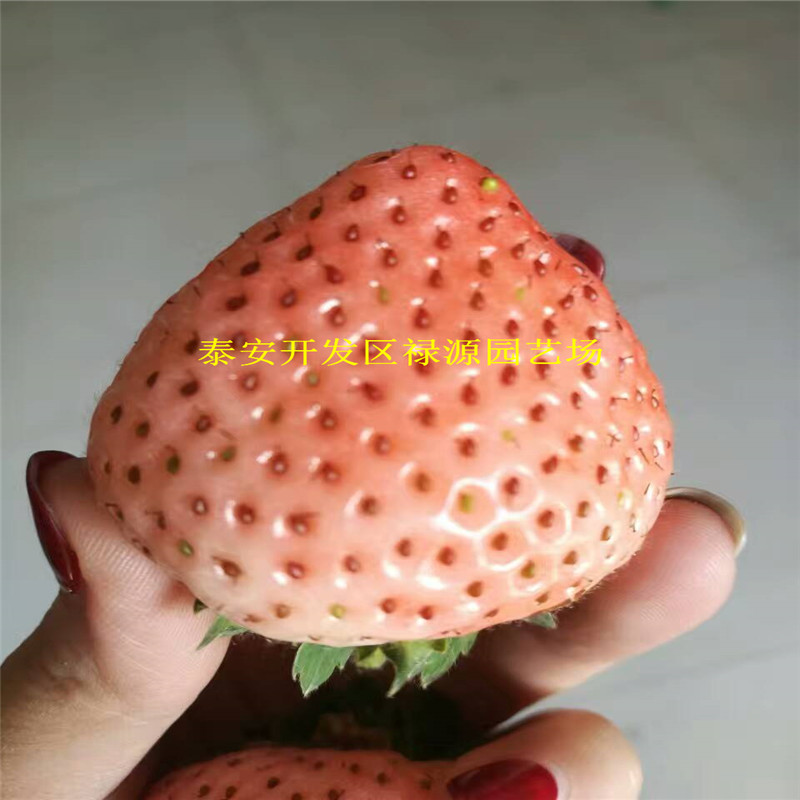 新闻：蓬莱京藏香草莓苗指导报价-有限公司欢迎您