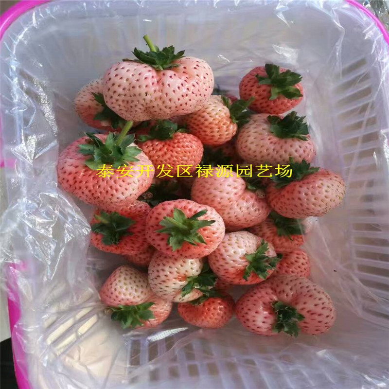 草莓苗价格红玫瑰草莓苗基地草莓苗基地