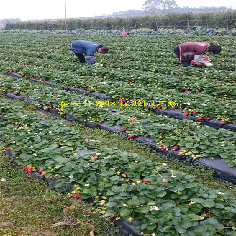 价格隋株草莓苗一棵的价格隋株草莓苗2018年多少钱一棵