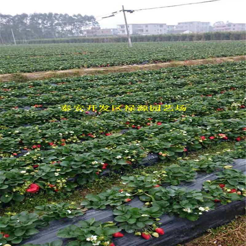 红玉草莓苗、广州草莓苗种植基地批发