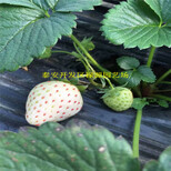 一棵日本99草莓苗一亩地多少棵一棵日本99草莓苗亩产多少公斤图片3