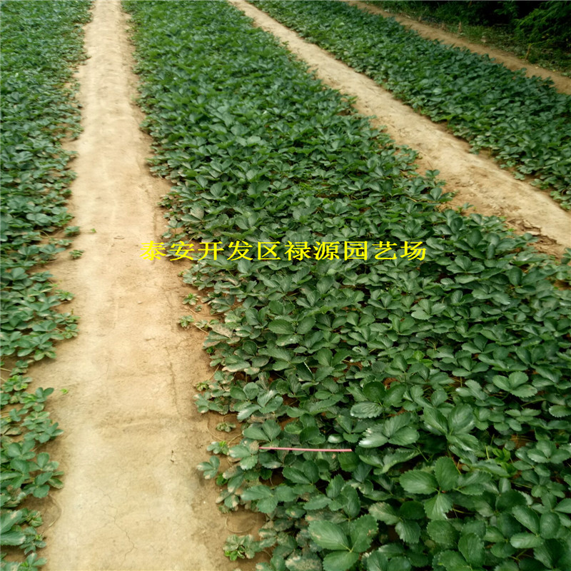 山东红颊草莓苗基地、山东红颊草莓苗基地、山东红颊草莓苗基地