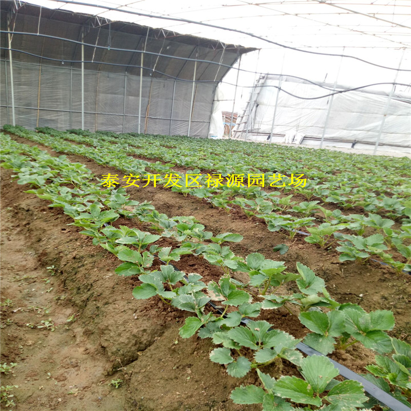 达娜脱毒草莓苗大棚适合种植的草莓苗品种