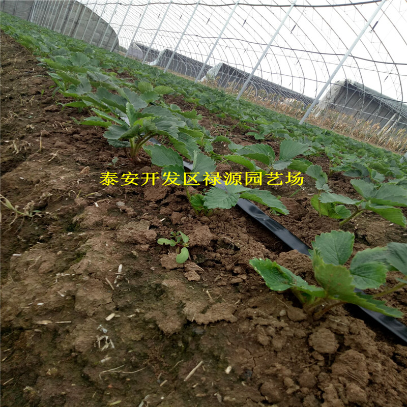 价格隋株草莓苗一棵的价格隋株草莓苗2018年多少钱一棵