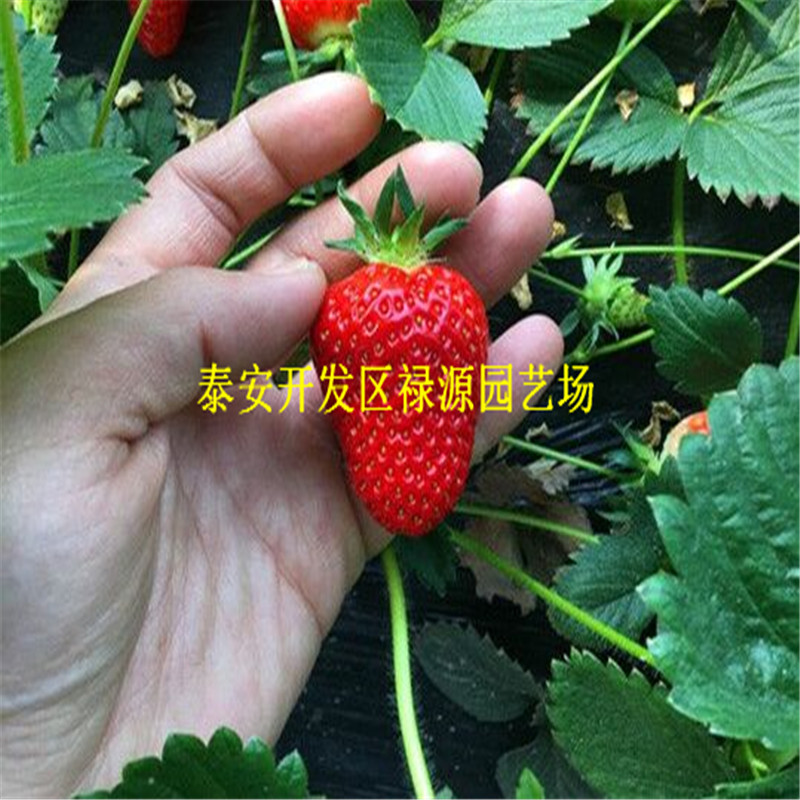 草莓苗批发爱娘草莓苗报价草莓苗种植基地