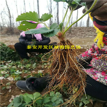 大棚种植中莓5号草莓苗中莓5号草莓苗种植基地