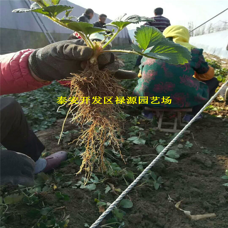 哪里有咖啡草莓苗咖啡草莓苗批发基地