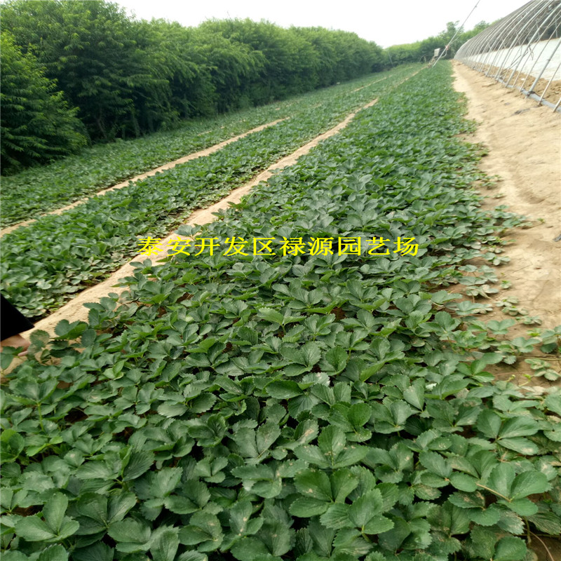 大棚种植妙香7号草莓苗妙香7号草莓苗苗圃