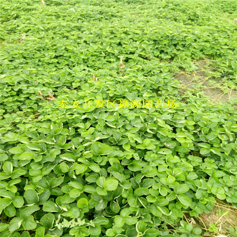 爱娘草莓苗栽植技术要点、爱娘草莓苗苗圃