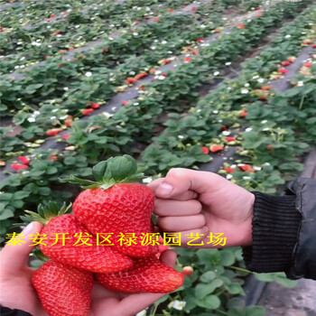 口感好的隋株草莓苗新報(bào)價(jià)