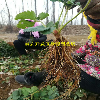 雪兔草莓苗品種草莓苗種植基地