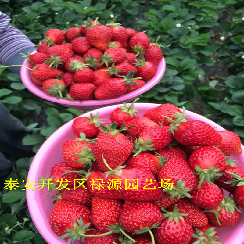成活率高的四季賽娃草莓苗好不好