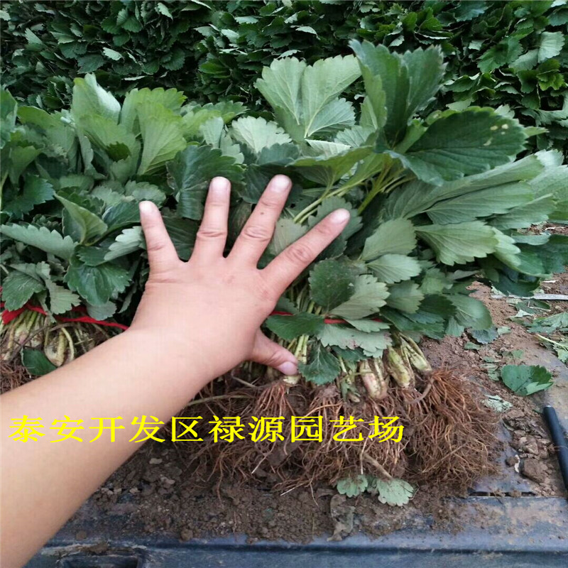 紅玫瑰草莓苗口感的大棚草莓苗品種