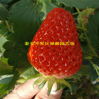 圣誕紅草莓苗產(chǎn)量高的大棚草莓苗價格