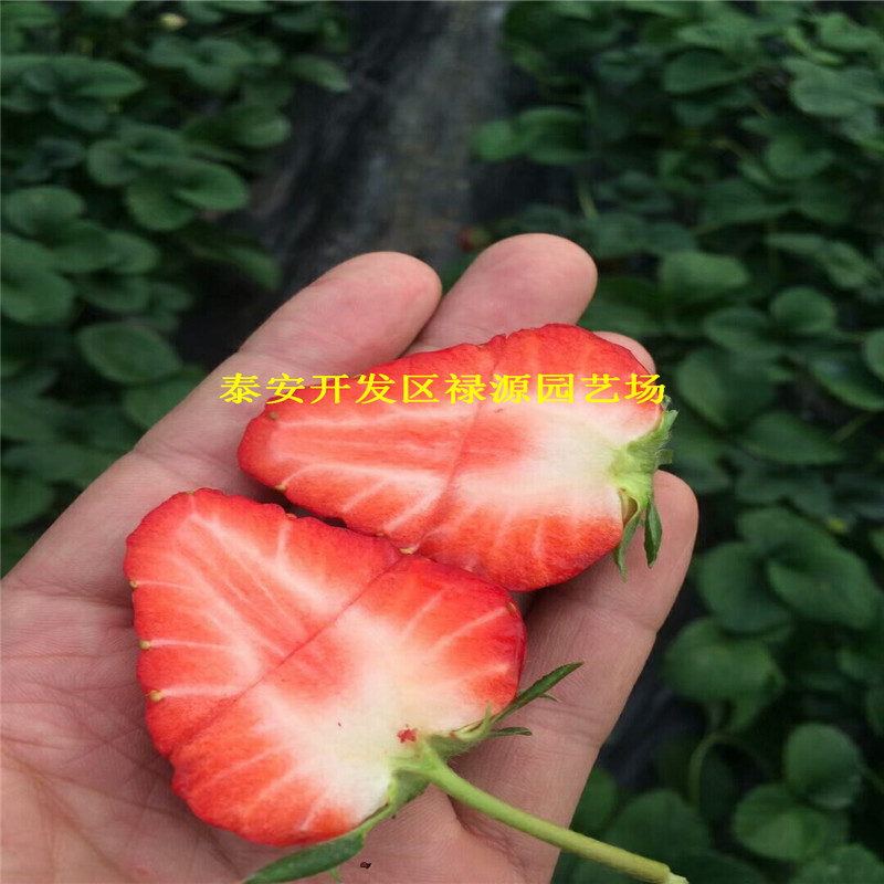產(chǎn)量的弗杰尼亞草莓苗幾年結(jié)果