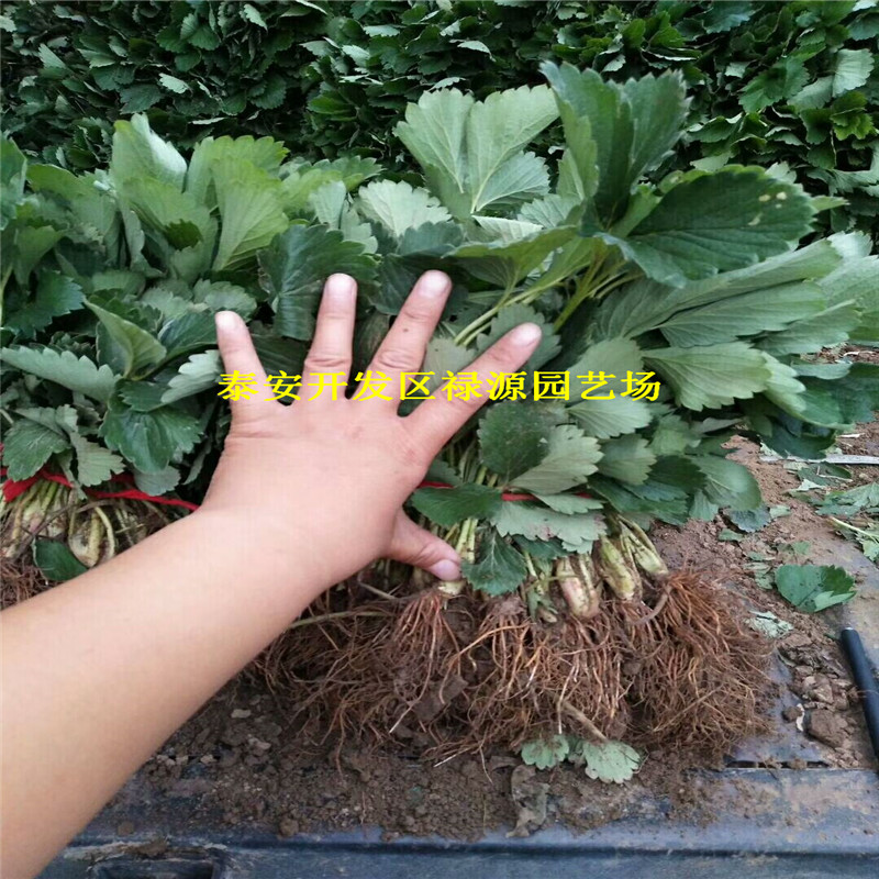 成活率高的王子草莓苗價(jià)格實(shí)時(shí)更新