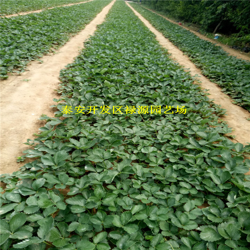 好吃的土特拉草莓苗多少棵批发